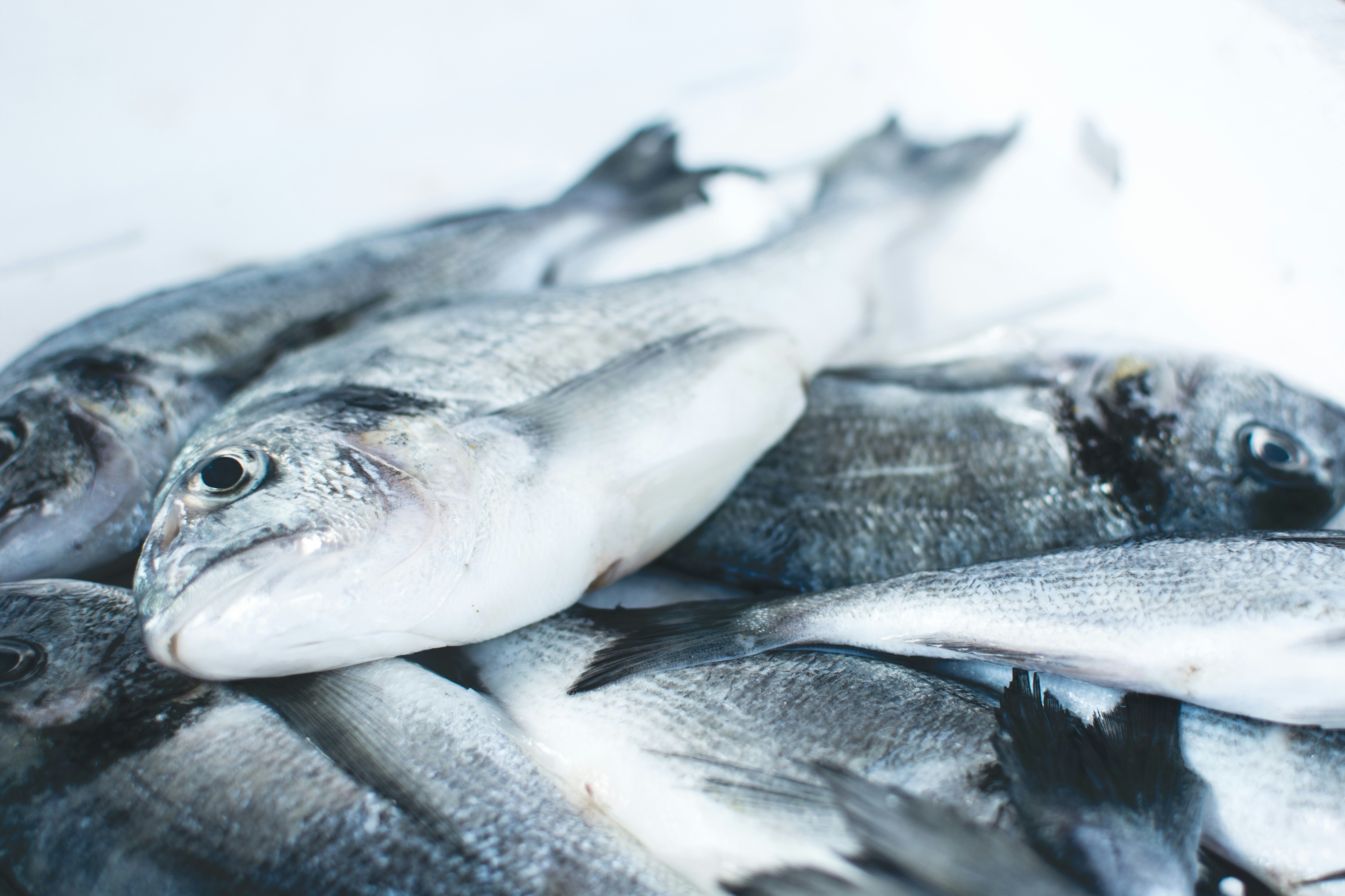Seafood Export